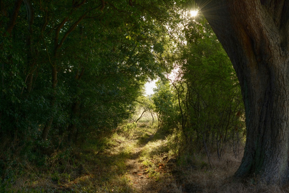 Wooded Glade at Middleton Stoney, Oxfordshire