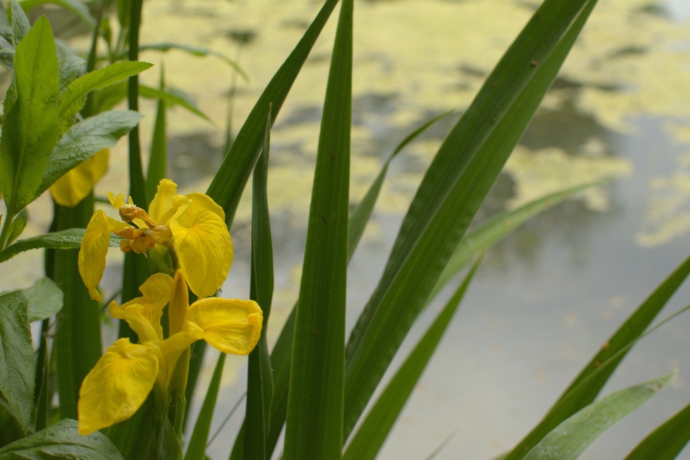Photograph of Yellow Flag by Trow Pool, Bucknell, Oxfordshire