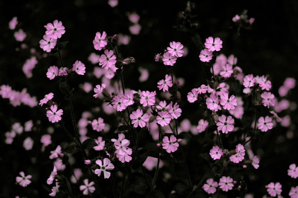 Photograph of Red Campion by Trow Pool, Bucknell, Oxfordshire