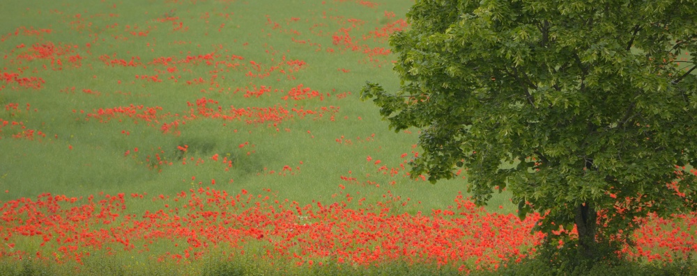 Poppies at Cottisford, Oxfordshire