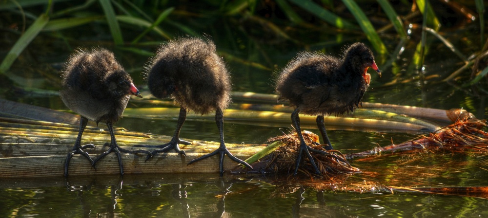 Photograph of Moorhen Chicks on the Oxford Canal near Adderbury, Oxfordshire