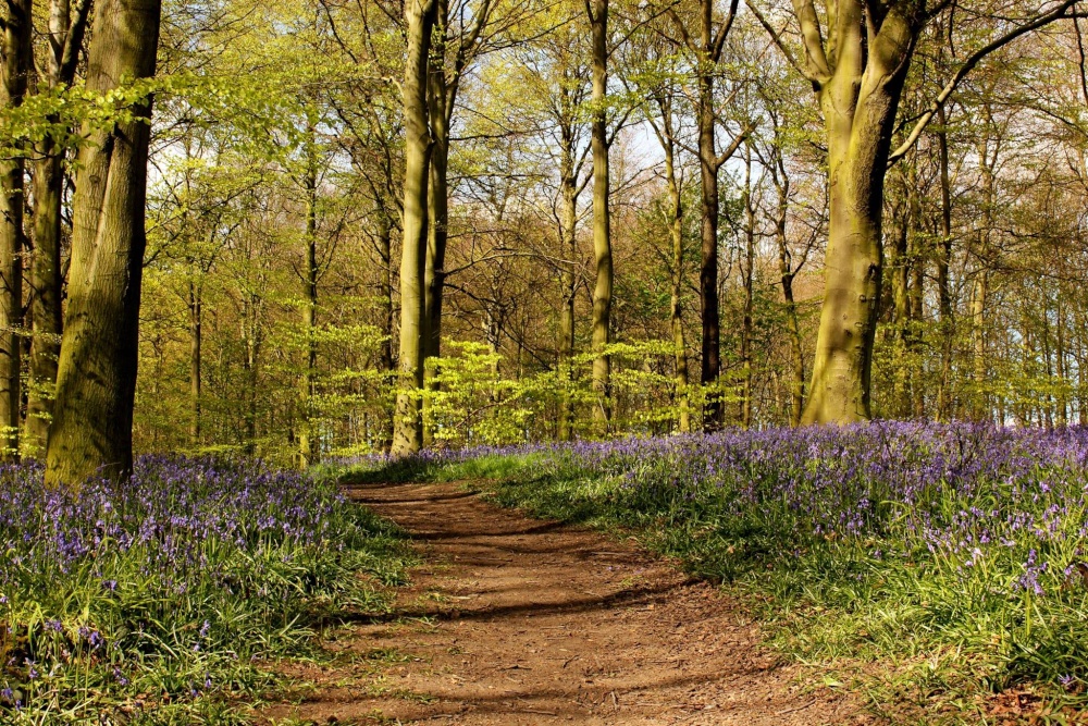 bluebells of barnsley