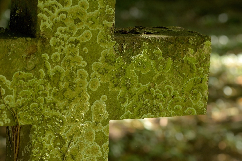 Photograph of Lichen on a Headstone at Radstone, Northamptonshire