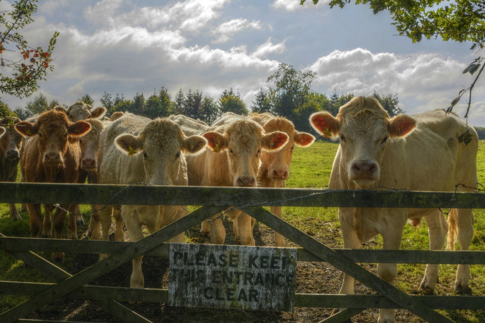 Photograph of Bullocks at a Gate, Ludgershall, Buckinghamshire