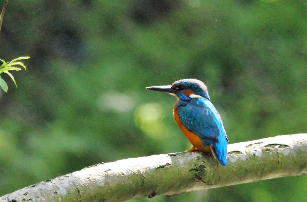 Kingfisher