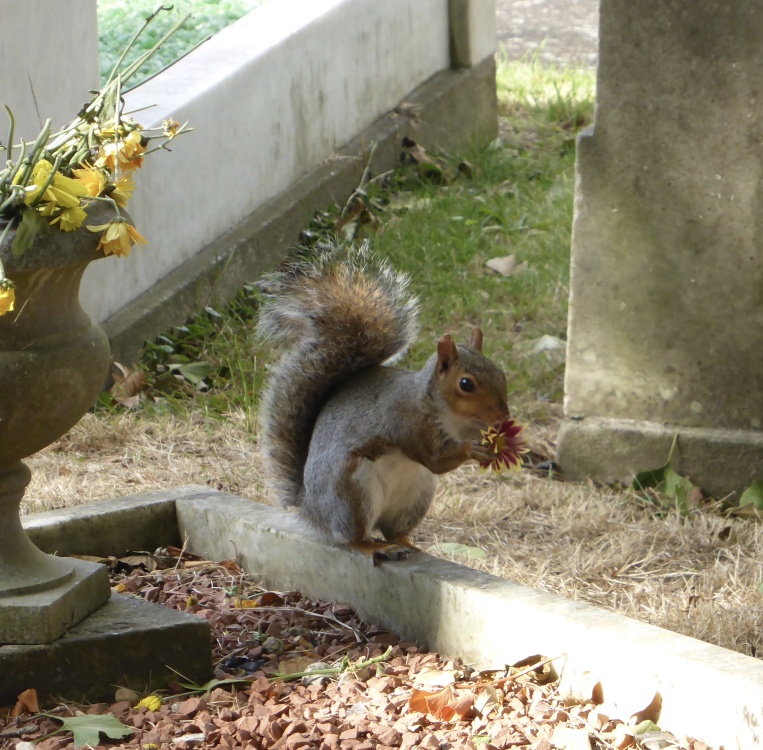 A Squirrel Enjoying a Flower in Gravesend Cemetery.