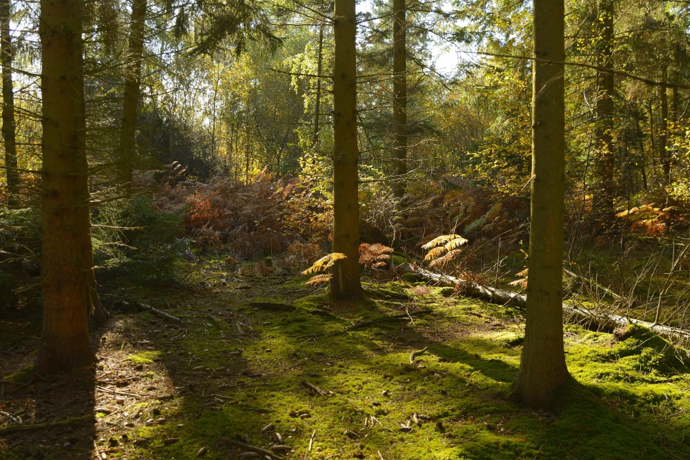 Photograph of Shabbington Woods near Worminghall, Buckinghamshire