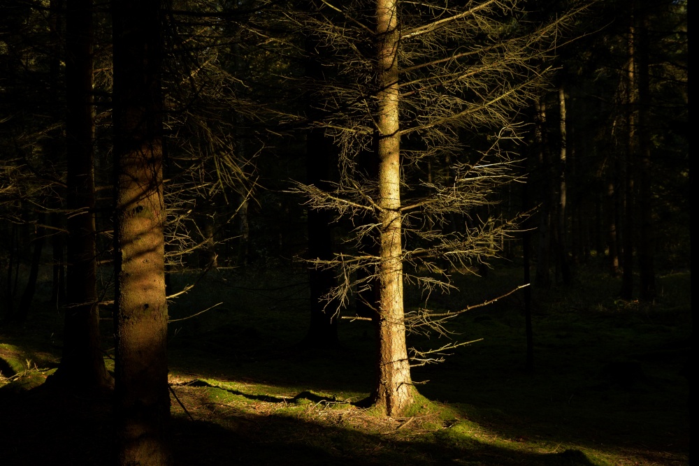 Photograph of Shabbington Woods near Worminghall, Buckinghamshire