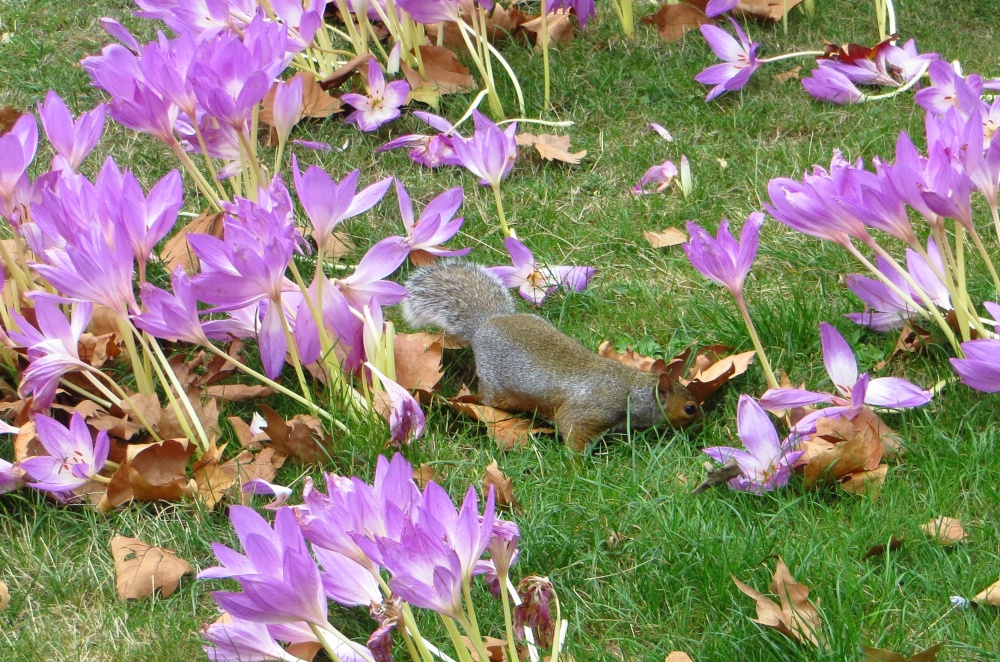 Squirrel playing among pink purple autumn crocus at St James's Park London