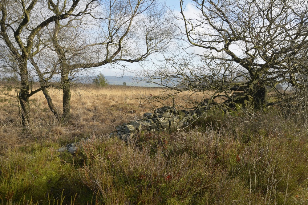 Photograph of Stone Wall on Moorland above Meerbrook, Staffordshire