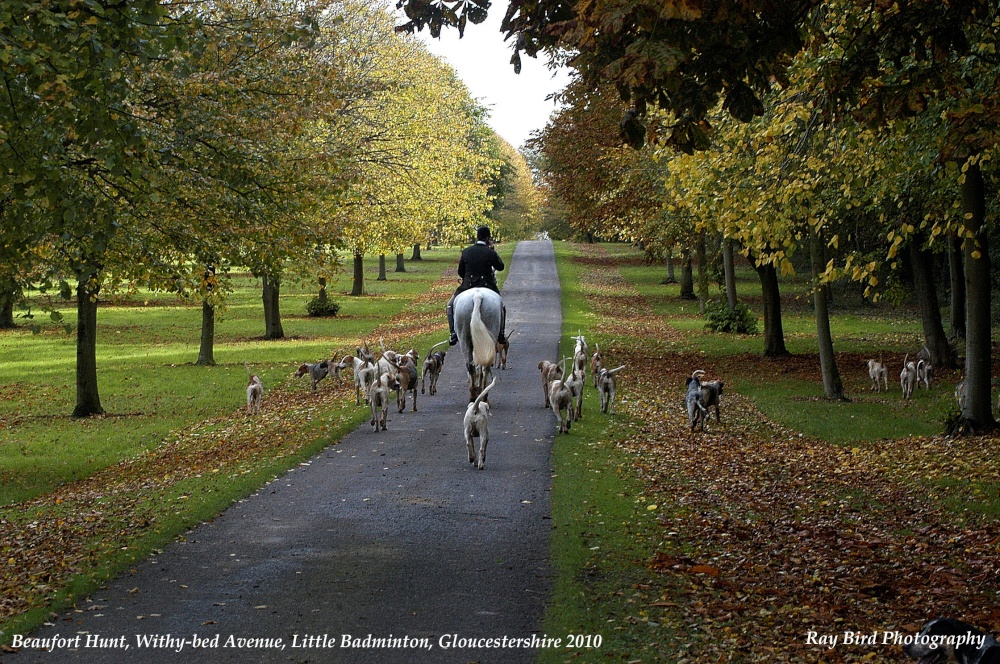 The Duke of Beaufort Hounds, Little Badminton, Gloucestershire 2010