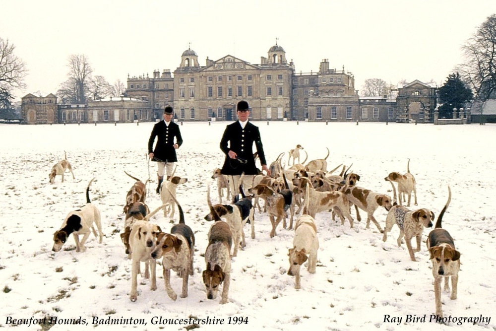Duke of Beaufort's Hounds, Badminton Park, Gloucestershire 1994