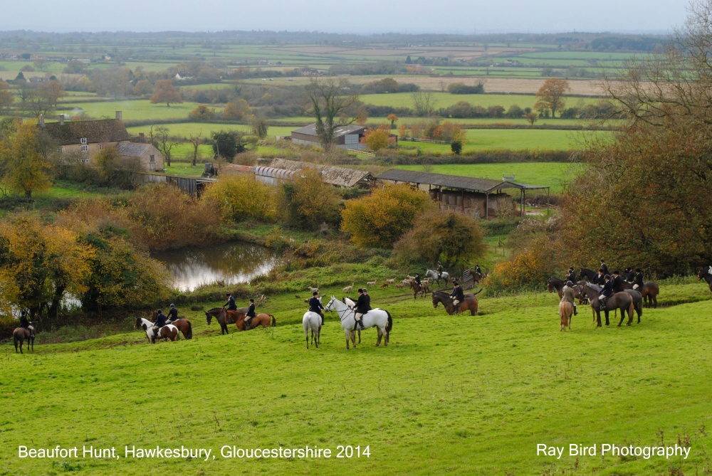 Beaufort Hunt, Hawkesbury Banks, Gloucestershire 2014