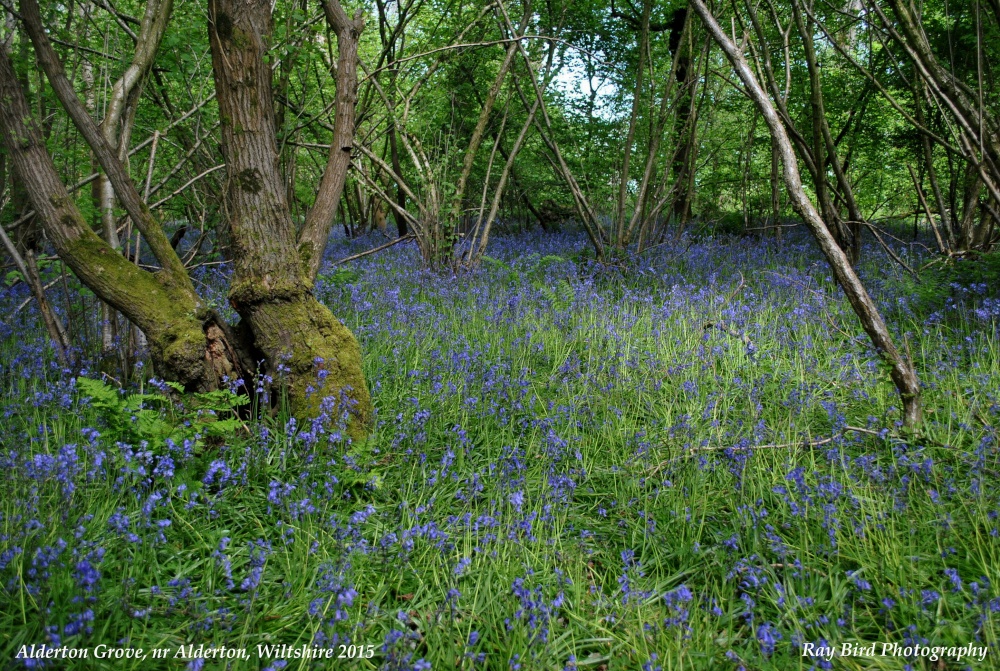 Alderton Grove, Alderton, Wiltshire 2015