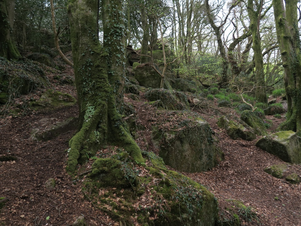Kennall Vale Nature Reserve