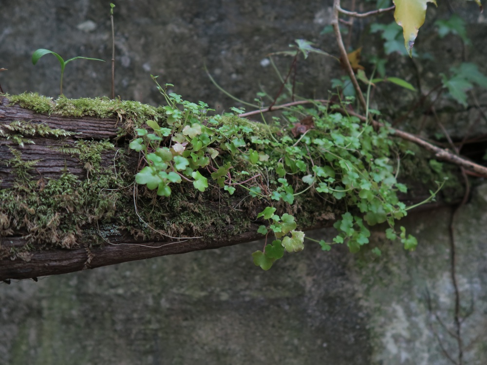 Kennall Vale Nature Reserve