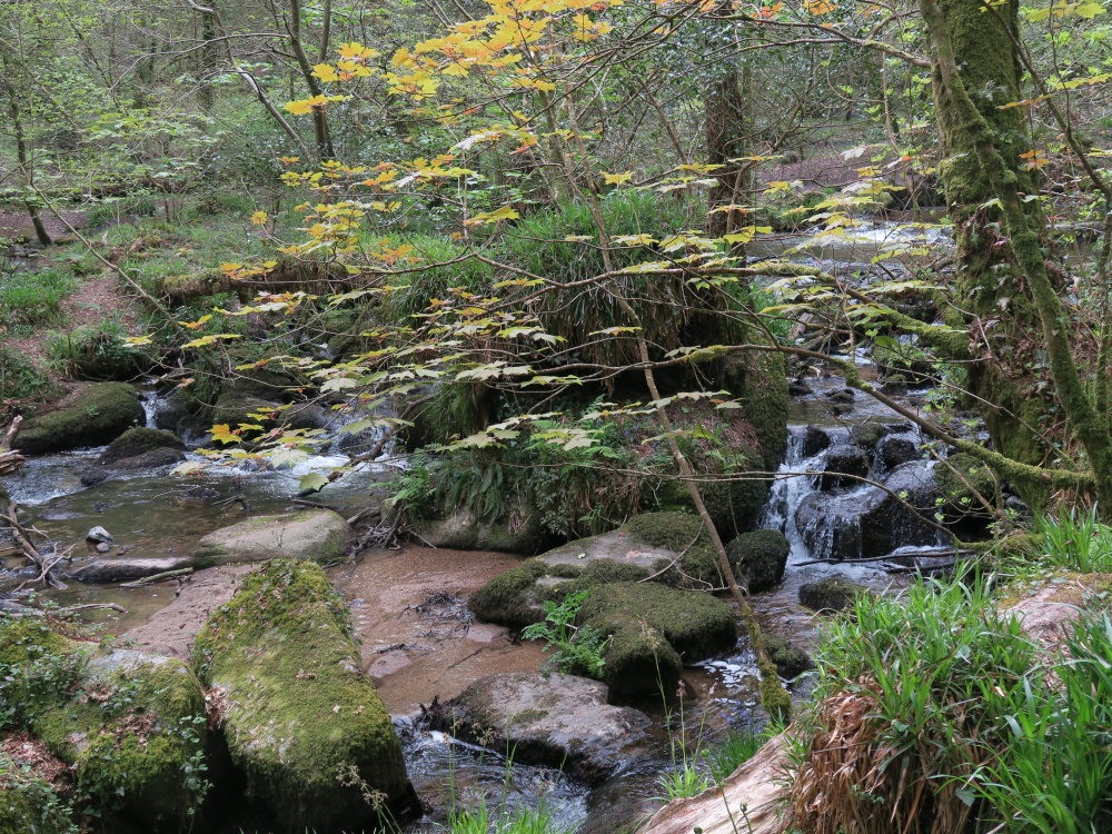 Kennall Vale Nature Reserve