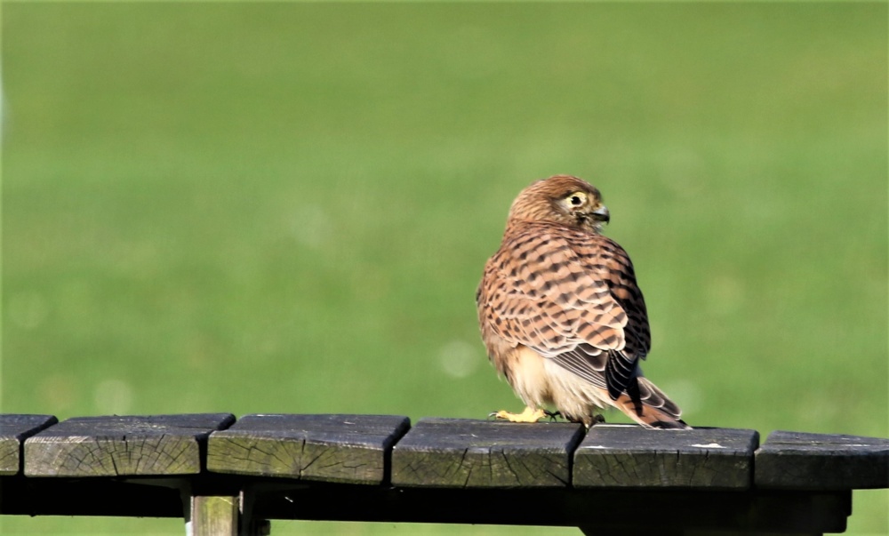 Kestral