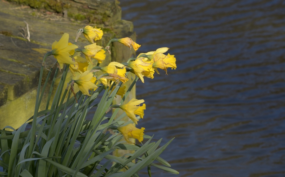 Daffodils at Bank Pool, Jodrell Bank, Cheshire
