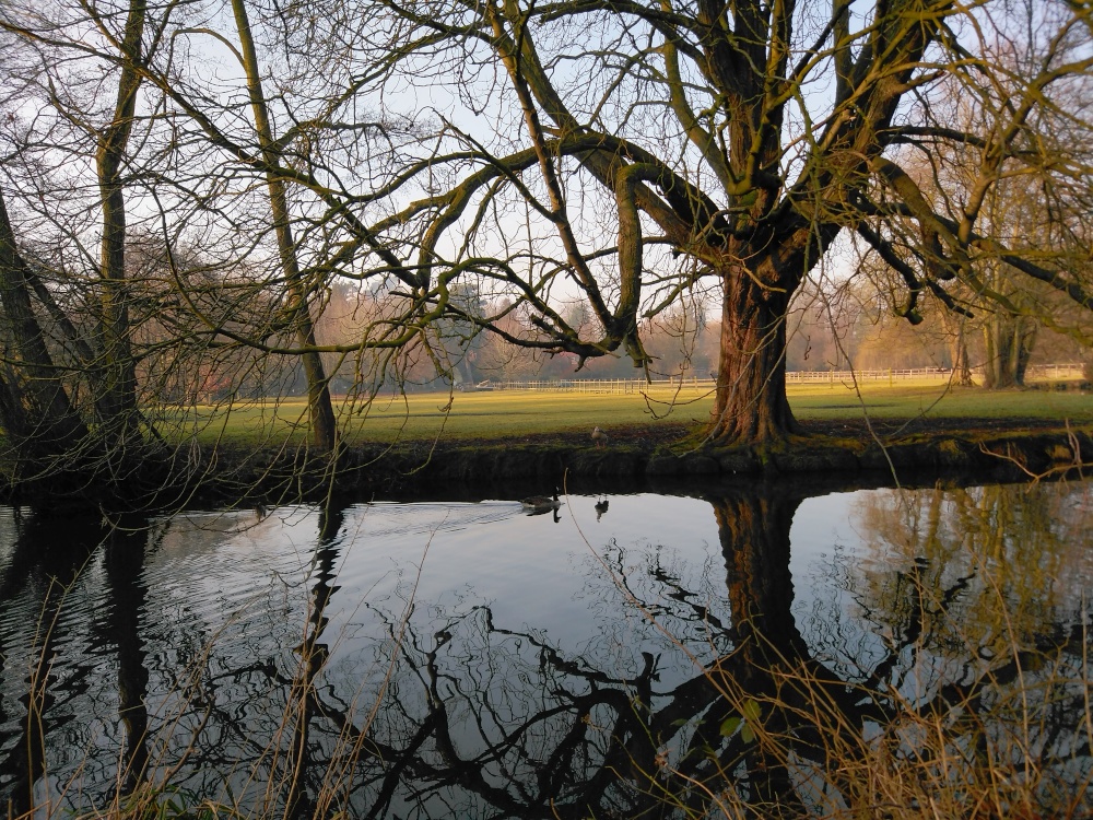 Tree over water