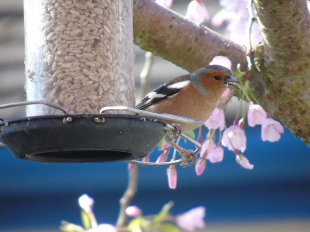 Chaffinch (Honiton)