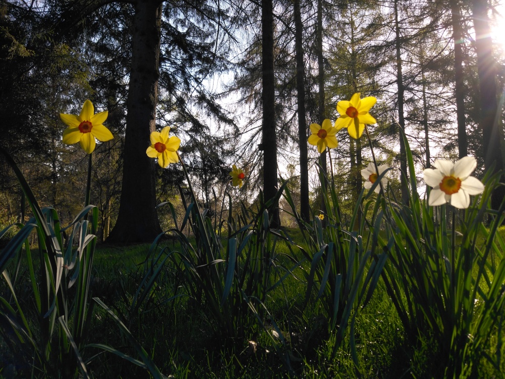 Photograph of Easter Daffodils- Lynford Arboretum