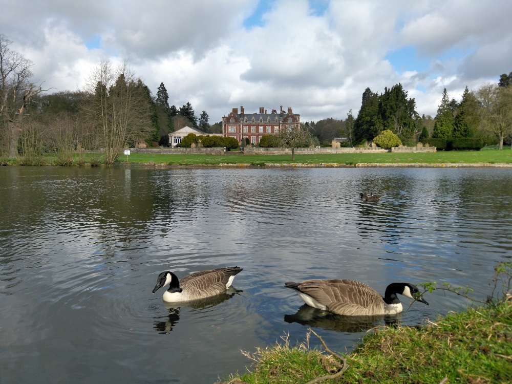 Photograph of Geese At Lynford