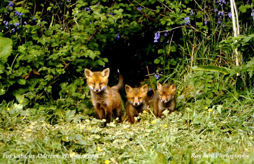 Photograph of Fox-Cubs, nr Alderton, Wiltshire 1994