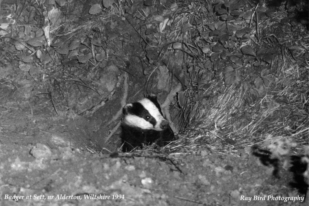 Badger emerging from Sett, nr Alderton, Wiltshire 1994