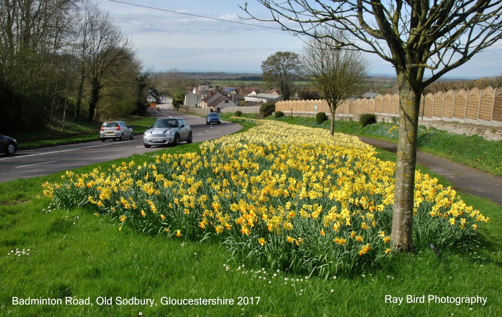 Daffodils on Old Sodbury Hill, Badminton Rd, Old Sodbury, Gloucestershire 2017
