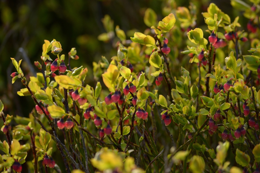 Whortleberry on Gun Hill above Meerbrook, Staffordshire Moorlands