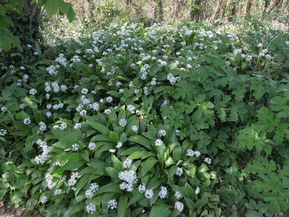 Photograph of Wild Garlic, Polkerris