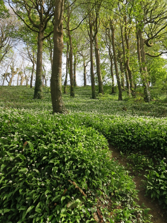 Wild Garlic, Polkerris