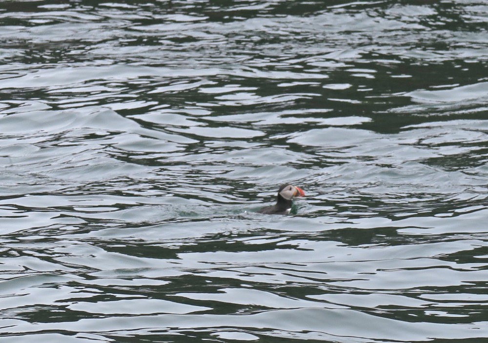 Puffin near Gulland Rock, Padstow