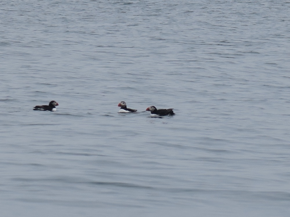Puffins near Gulland Rock, Padstow