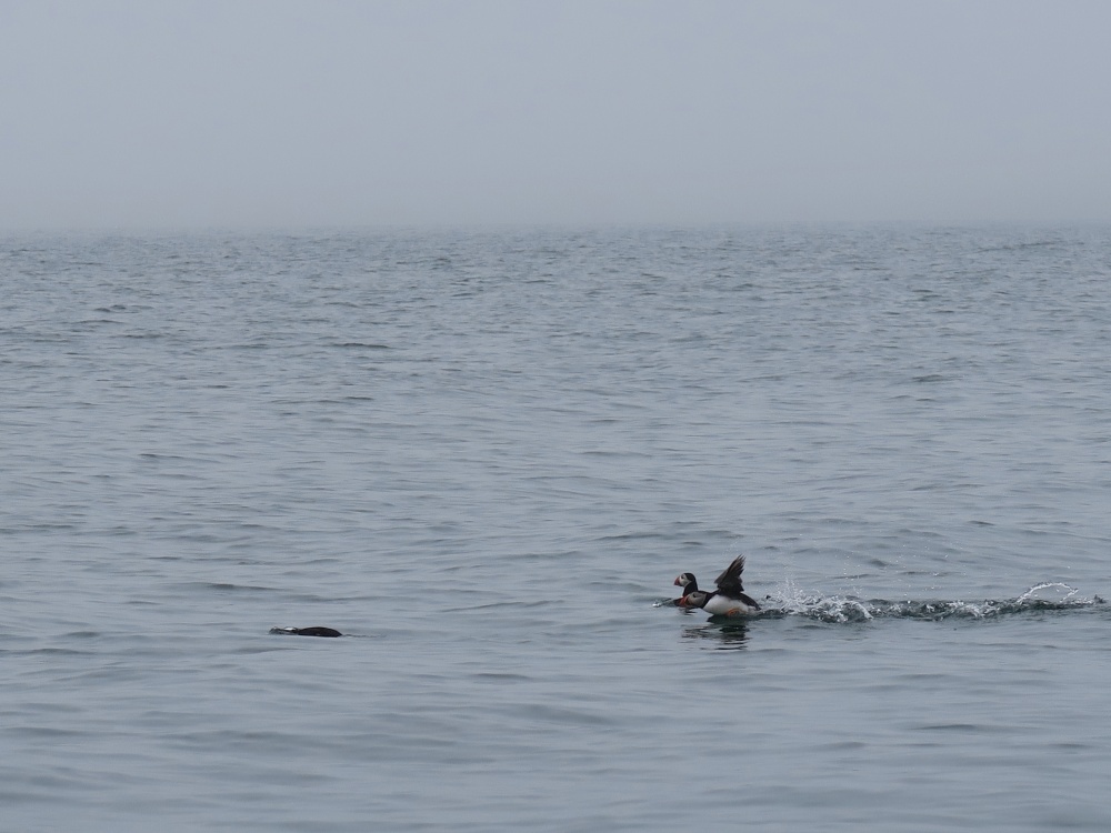 Puffins near Gulland Rock, Padstow