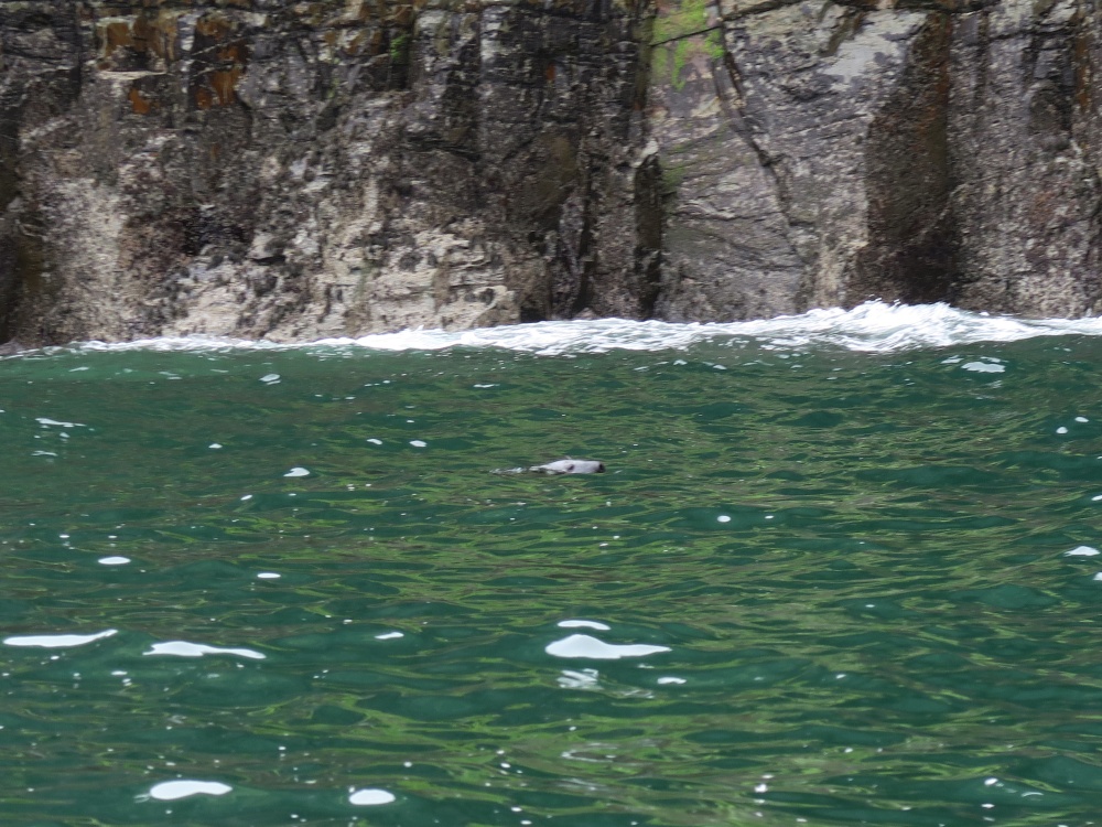 Grey seal near Gunver Head, Padstow