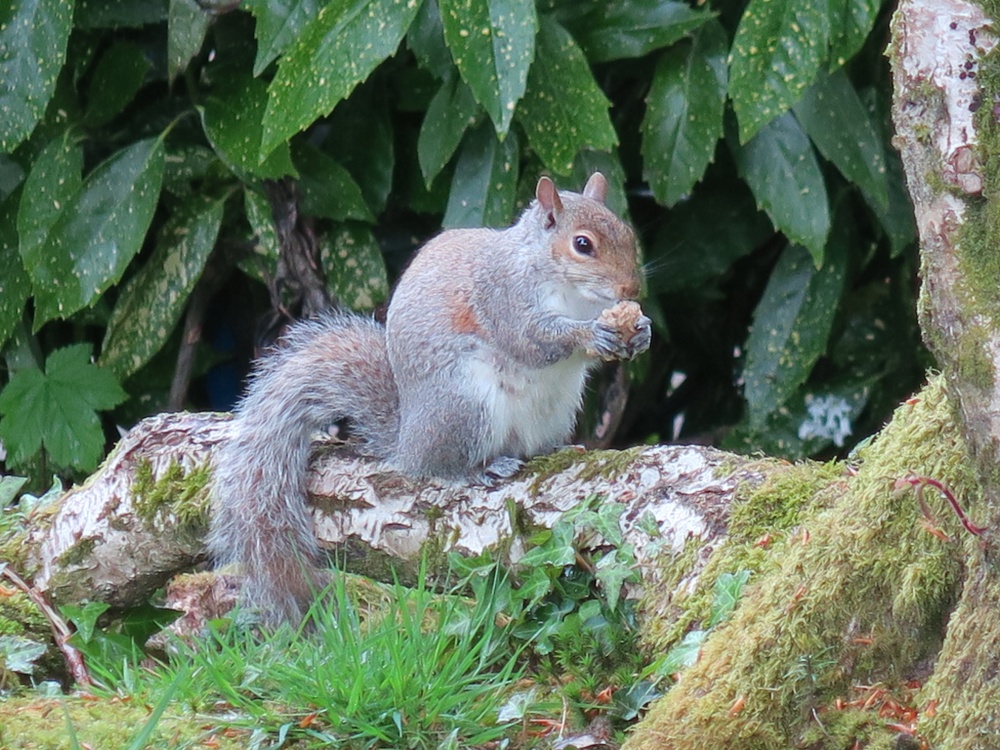Squirrel, Newquay