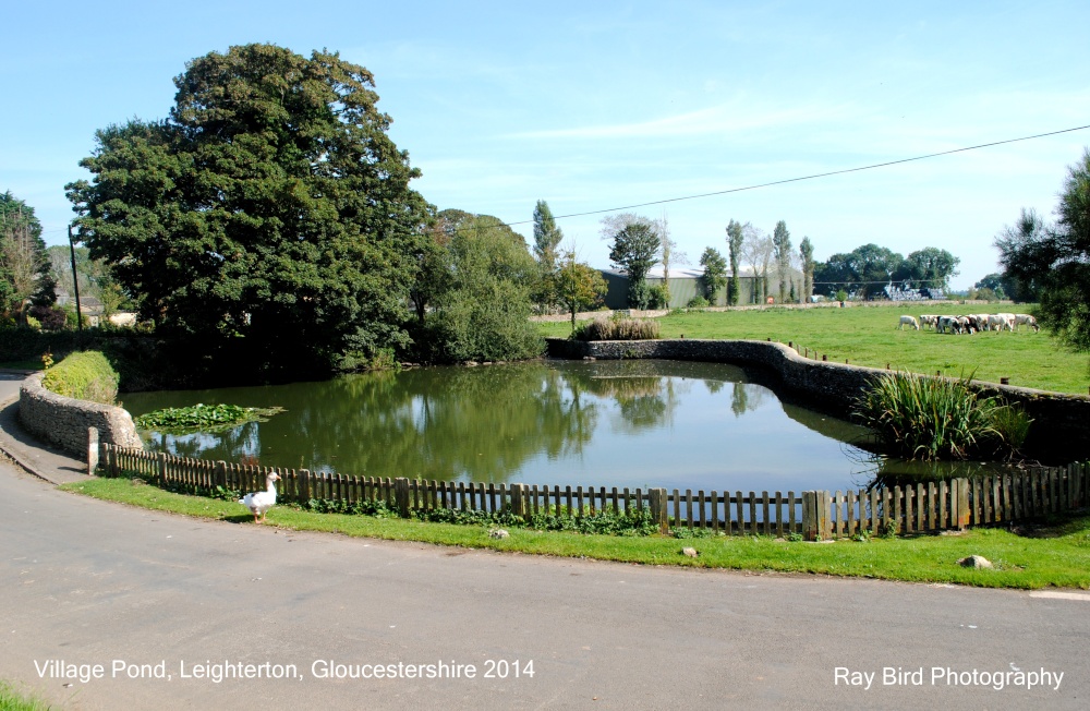 The Village Pond, Leighterton, Gloucestershire 2014