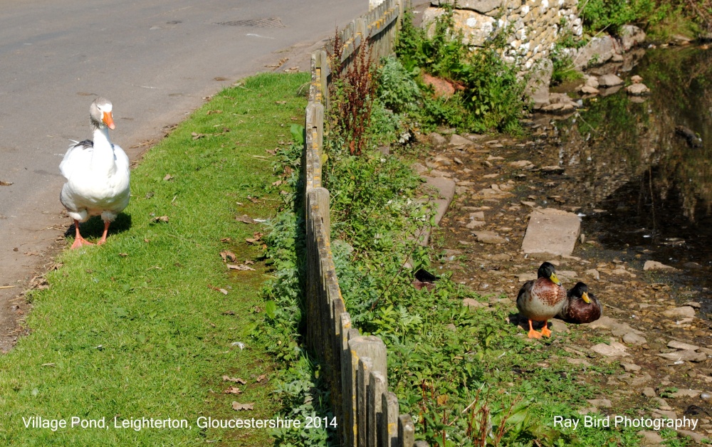 Goose & Ducks, The Village Pond, Leighterton, Gloucestershire 2014