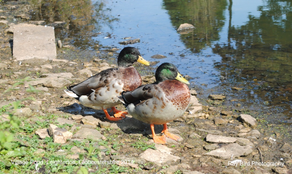 Ducks on Village Pond, Leighterton, Gloucestershire 2014