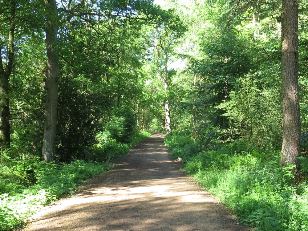 Milton Rigg wood, Brampton, Cumbria