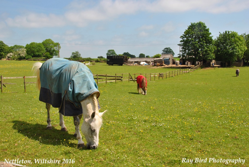 Nettleton, Wiltshire 2016