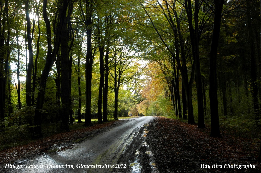Hinegar Lane, Didmarton, Gloucestershire 2012