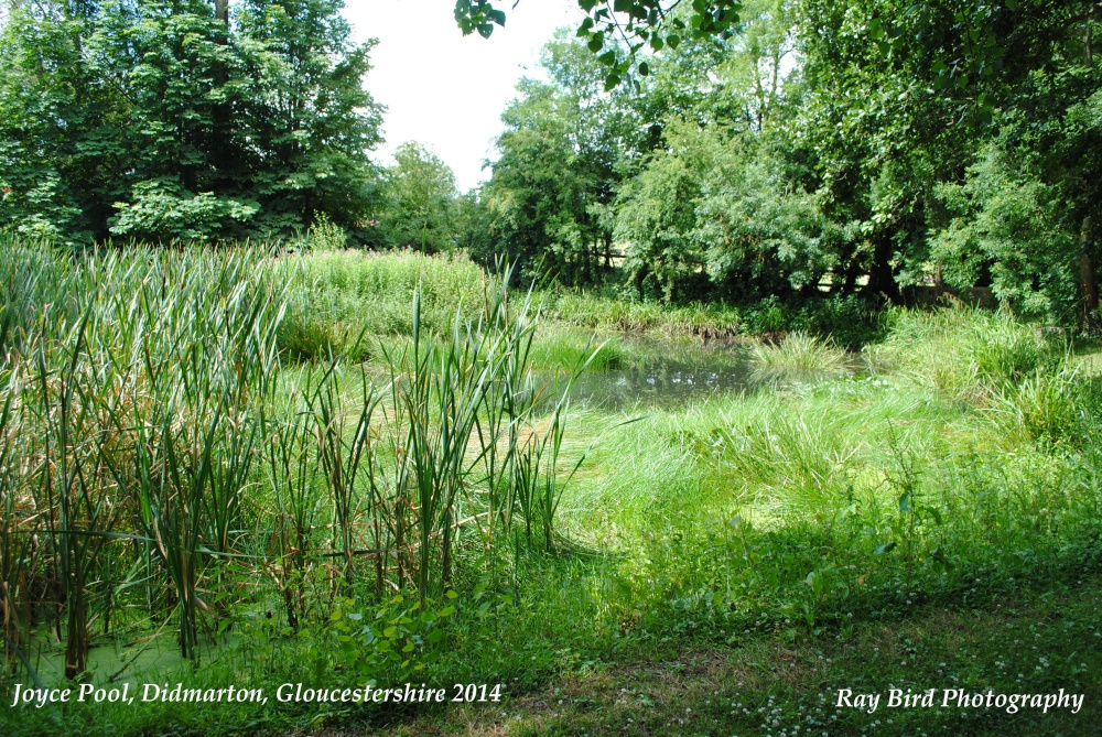 Joyce Pool, Didmarton, Gloucestershire 2014