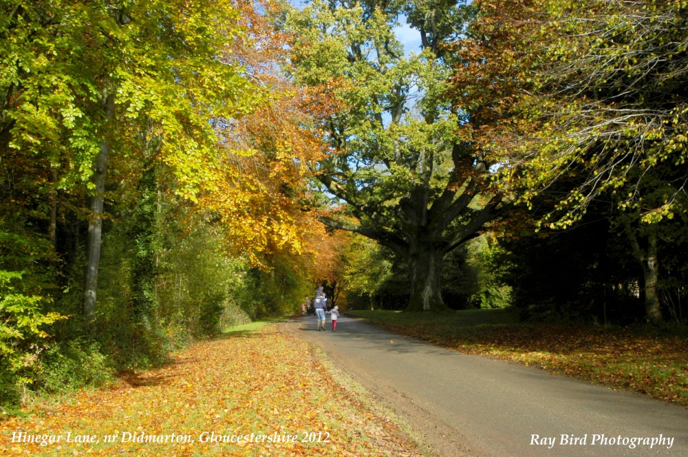 Hinegar Lane, Didmarton, Gloucestershire 2012
