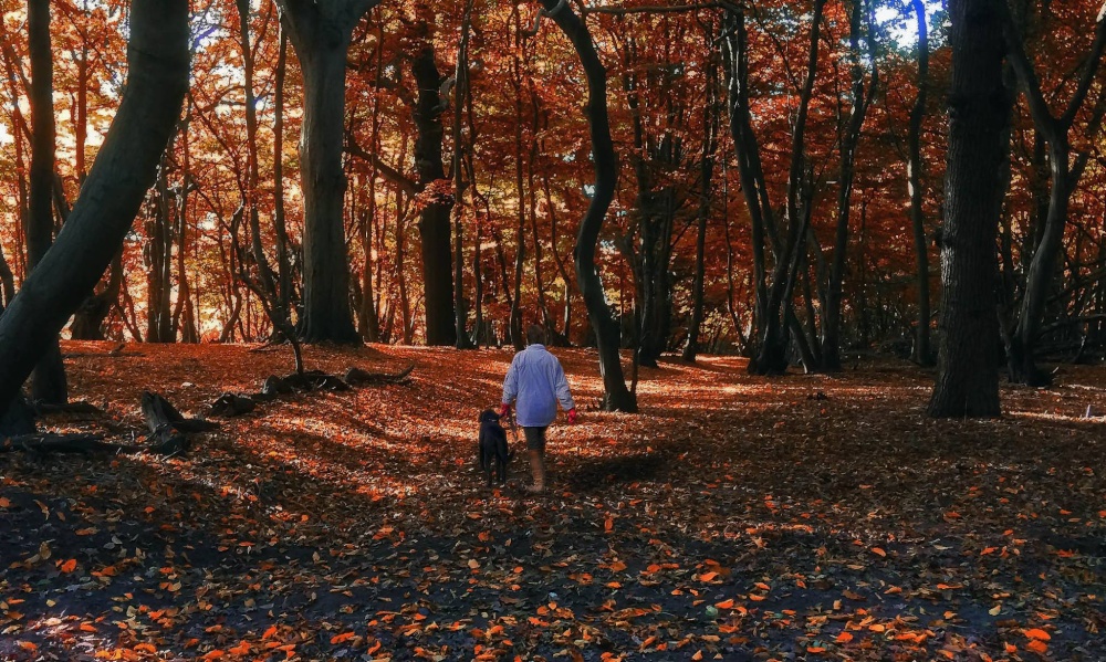 Autumn Walk in Cozenden Woods