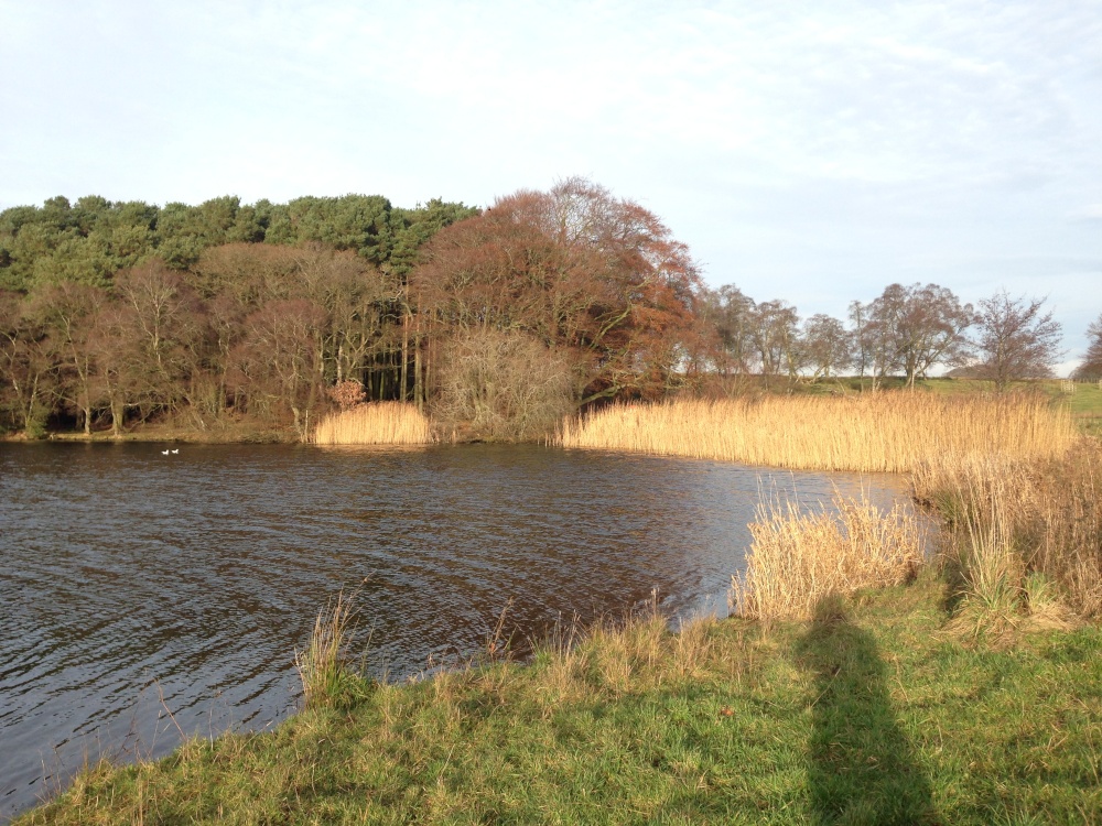 Christmas time at Talkin Tarn, Brampton photo by Nancy Brown