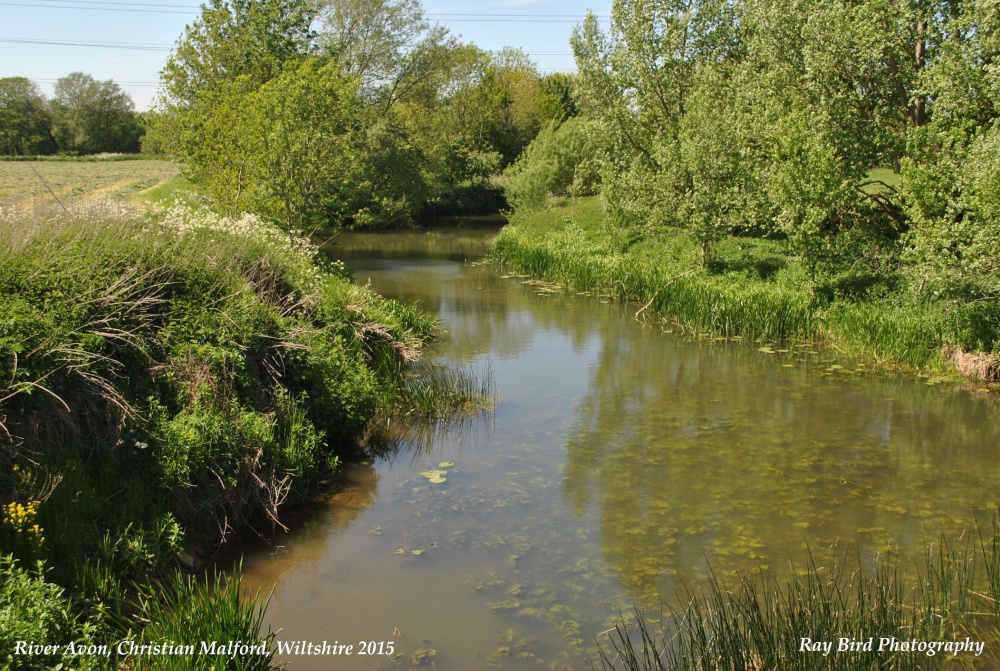 River Avon, Christian Malford, Wiltshire 2015