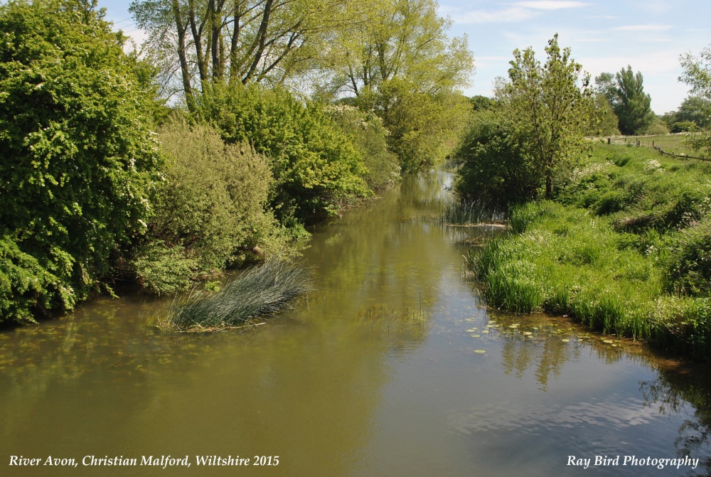 River Avon, Christian Malford, Wiltshire 2015